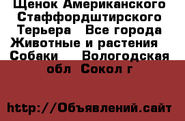 Щенок Американского Стаффордштирского Терьера - Все города Животные и растения » Собаки   . Вологодская обл.,Сокол г.